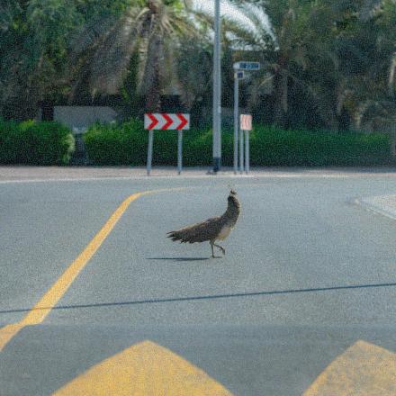 Public Calmness Indicator